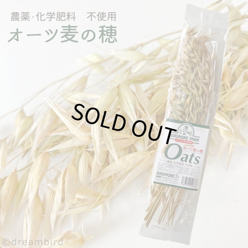 画像1: CAP! 鳥の餌 賞味期限2027/7/31【BIRDMORE】【バードモアファーム】オーツ麦の穂 50g 2025年産（農薬・化学肥料不使用）埼玉県産 脱酸素パッケージ (1)