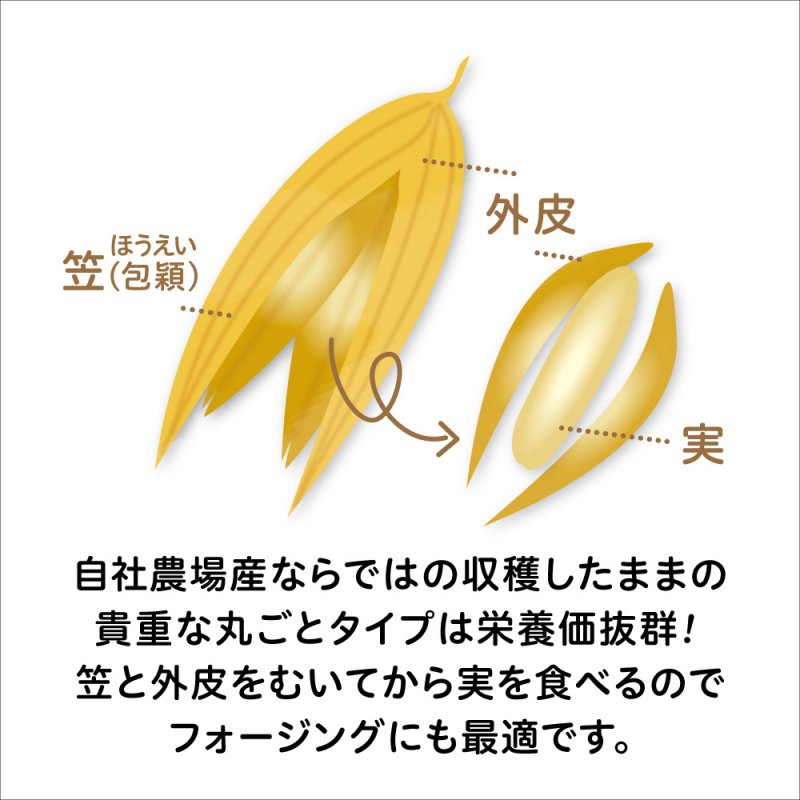 画像4: CAP! 鳥の餌 賞味期限2027/7/31【BIRDMORE】【バードモアファーム】笠つきオーツ麦 50g 2025年産（農薬・化学肥料不使用) 埼玉県産 (4)