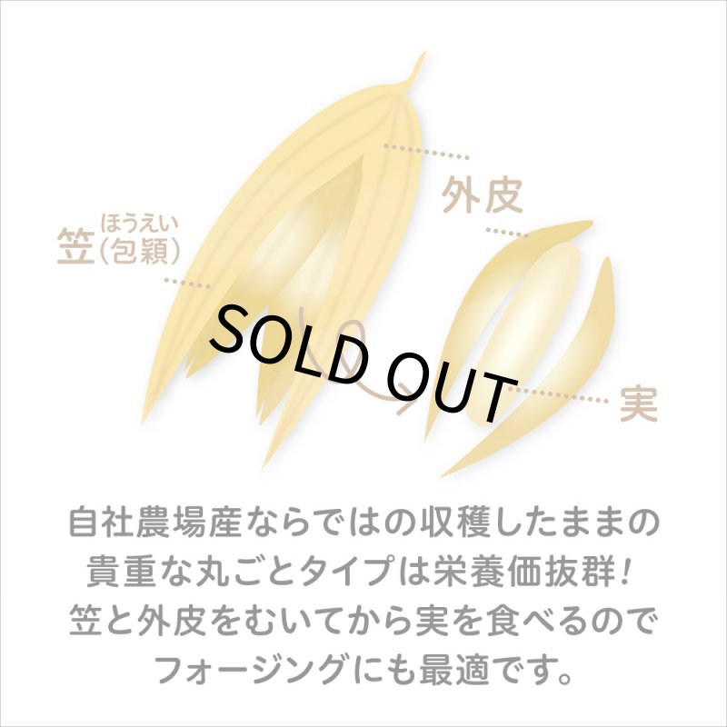 画像4: CAP! 鳥の餌 賞味期限2027/7/31【BIRDMORE】【バードモアファーム】笠つきオーツ麦 50g 2025年産（農薬・化学肥料不使用) 埼玉県産 (4)