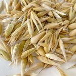 画像2: CAP! 鳥の餌 賞味期限2027/7/31【BIRDMORE】【バードモアファーム】笠つきオーツ麦 50g 2025年産（農薬・化学肥料不使用) 埼玉県産 (2)