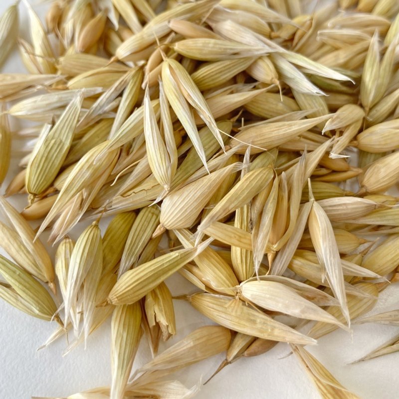 画像2: CAP! 鳥の餌 賞味期限2027/7/31【BIRDMORE】【バードモアファーム】笠つきオーツ麦 50g 2025年産（農薬・化学肥料不使用) 埼玉県産 (2)