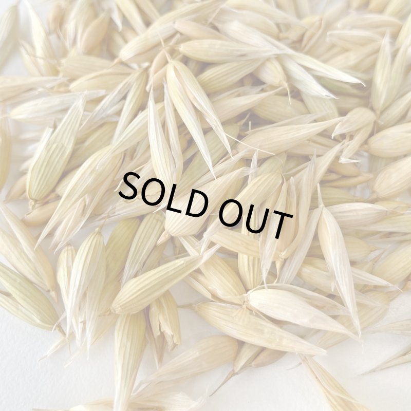 画像2: CAP! 鳥の餌 賞味期限2027/7/31【BIRDMORE】【バードモアファーム】笠つきオーツ麦 50g 2025年産（農薬・化学肥料不使用) 埼玉県産 (2)