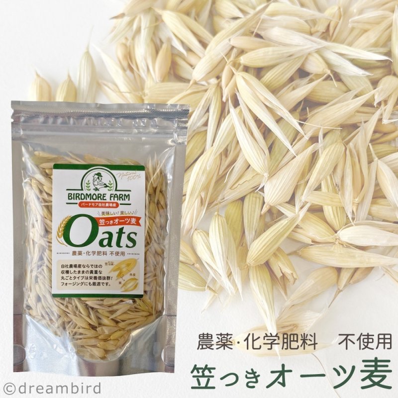 画像1: CAP! 鳥の餌 賞味期限2027/7/31【BIRDMORE】【バードモアファーム】笠つきオーツ麦 50g 2025年産（農薬・化学肥料不使用) 埼玉県産 (1)