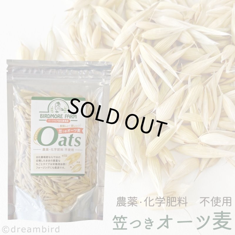 画像1: CAP! 鳥の餌 賞味期限2027/7/31【BIRDMORE】【バードモアファーム】笠つきオーツ麦 50g 2025年産（農薬・化学肥料不使用) 埼玉県産 (1)
