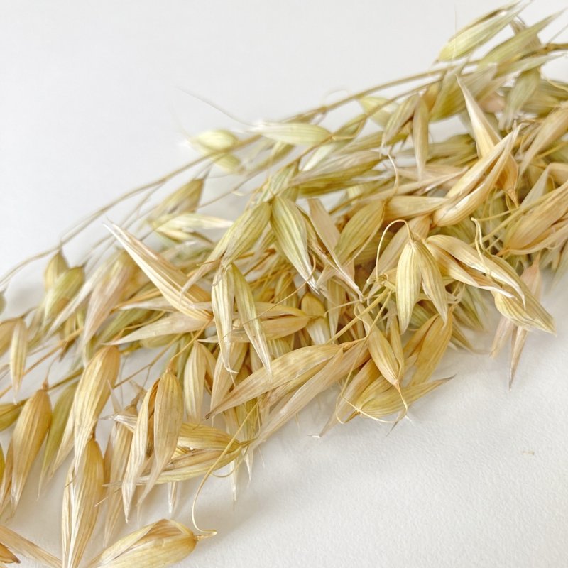 画像2: CAP! 鳥の餌 賞味期限2027/7/31【BIRDMORE】【バードモアファーム】オーツ麦の穂 50g 2025年産（農薬・化学肥料不使用）埼玉県産 脱酸素パッケージ (2)