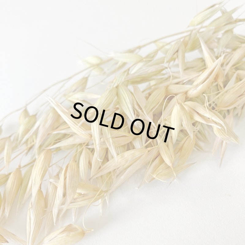 画像2: CAP! 鳥の餌 賞味期限2027/7/31【BIRDMORE】【バードモアファーム】オーツ麦の穂 50g 2025年産（農薬・化学肥料不使用）埼玉県産 脱酸素パッケージ (2)