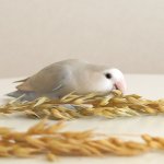 画像6: CAP! 鳥の餌 賞味期限2027/7/31【BIRDMORE】【バードモアファーム】オーツ麦の穂 50g 2025年産（農薬・化学肥料不使用）埼玉県産 脱酸素パッケージ (6)