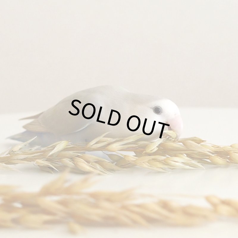 画像6: CAP! 鳥の餌 賞味期限2027/7/31【BIRDMORE】【バードモアファーム】オーツ麦の穂 50g 2025年産（農薬・化学肥料不使用）埼玉県産 脱酸素パッケージ (6)