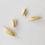 画像3: CAP! 鳥の餌 賞味期限2027/7/31【BIRDMORE】【バードモアファーム】笠つきオーツ麦 50g 2025年産（農薬・化学肥料不使用) 埼玉県産 (3)