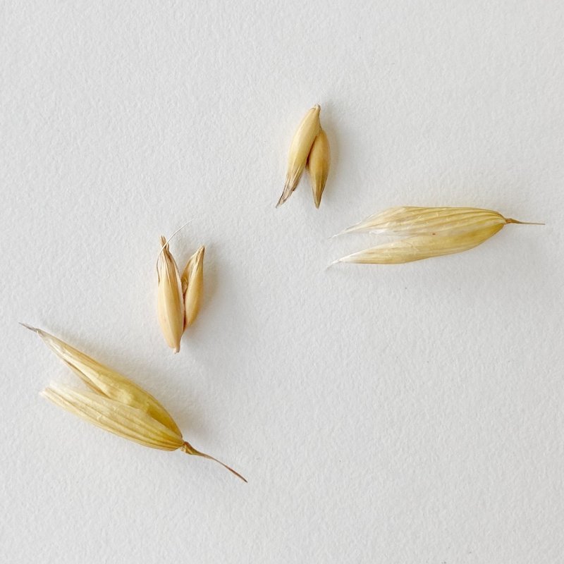 画像3: CAP! 鳥の餌 賞味期限2027/7/31【BIRDMORE】【バードモアファーム】笠つきオーツ麦 50g 2025年産（農薬・化学肥料不使用) 埼玉県産 (3)