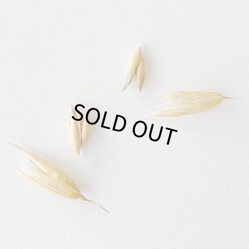 画像3: CAP! 鳥の餌 賞味期限2027/7/31【BIRDMORE】【バードモアファーム】笠つきオーツ麦 50g 2025年産（農薬・化学肥料不使用) 埼玉県産 (3)