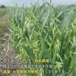 画像5: CAP! 鳥の餌 賞味期限2027/7/31【BIRDMORE】【バードモアファーム】笠つきオーツ麦 50g 2025年産（農薬・化学肥料不使用) 埼玉県産 (5)