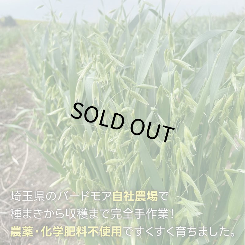 画像5: CAP! 鳥の餌 賞味期限2027/7/31【BIRDMORE】【バードモアファーム】笠つきオーツ麦 50g 2025年産（農薬・化学肥料不使用) 埼玉県産 (5)