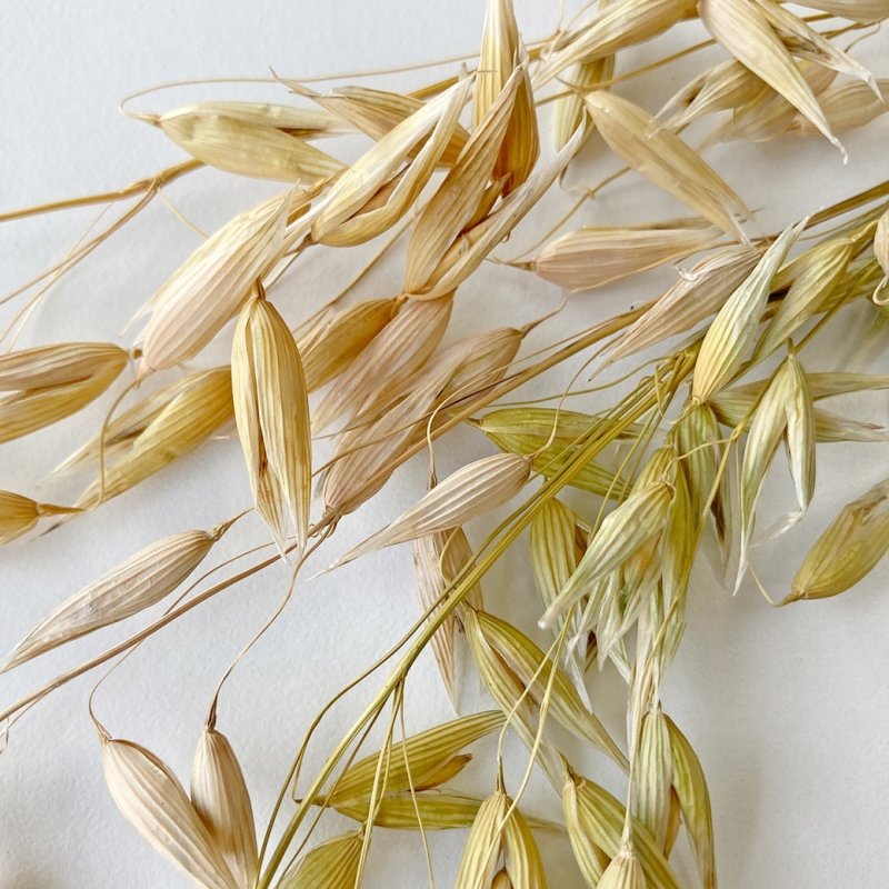 画像3: CAP! 鳥の餌 賞味期限2027/7/31【BIRDMORE】【バードモアファーム】オーツ麦の穂 50g 2025年産（農薬・化学肥料不使用）埼玉県産 脱酸素パッケージ (3)