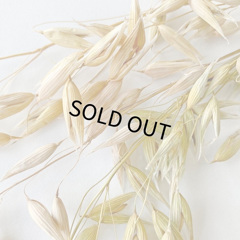 画像3: CAP! 鳥の餌 賞味期限2027/7/31【BIRDMORE】【バードモアファーム】オーツ麦の穂 50g 2025年産（農薬・化学肥料不使用）埼玉県産 脱酸素パッケージ (3)