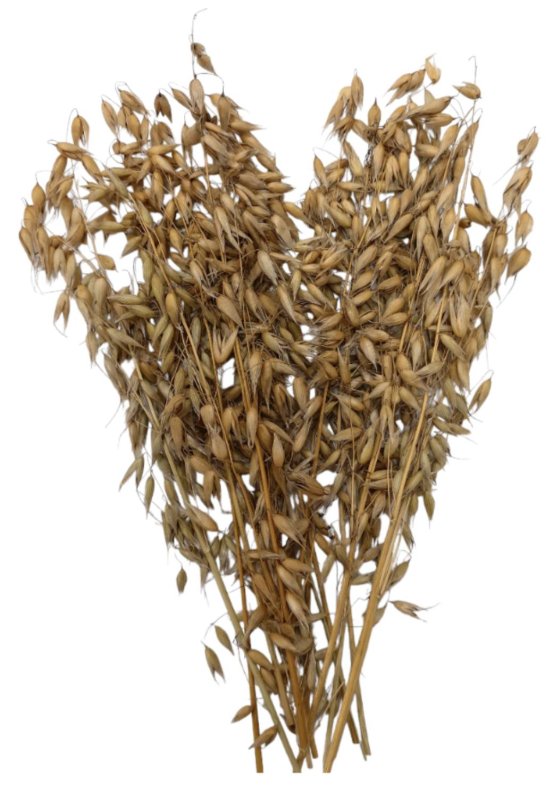 画像7: CAP! 鳥の餌 賞味期限2027/7/31【BIRDMORE】【バードモアファーム】オーツ麦の穂 50g 2025年産（農薬・化学肥料不使用）埼玉県産 脱酸素パッケージ (7)