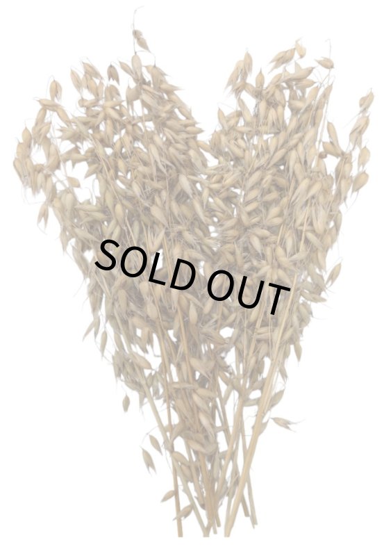 画像7: CAP! 鳥の餌 賞味期限2027/7/31【BIRDMORE】【バードモアファーム】オーツ麦の穂 50g 2025年産（農薬・化学肥料不使用）埼玉県産 脱酸素パッケージ (7)