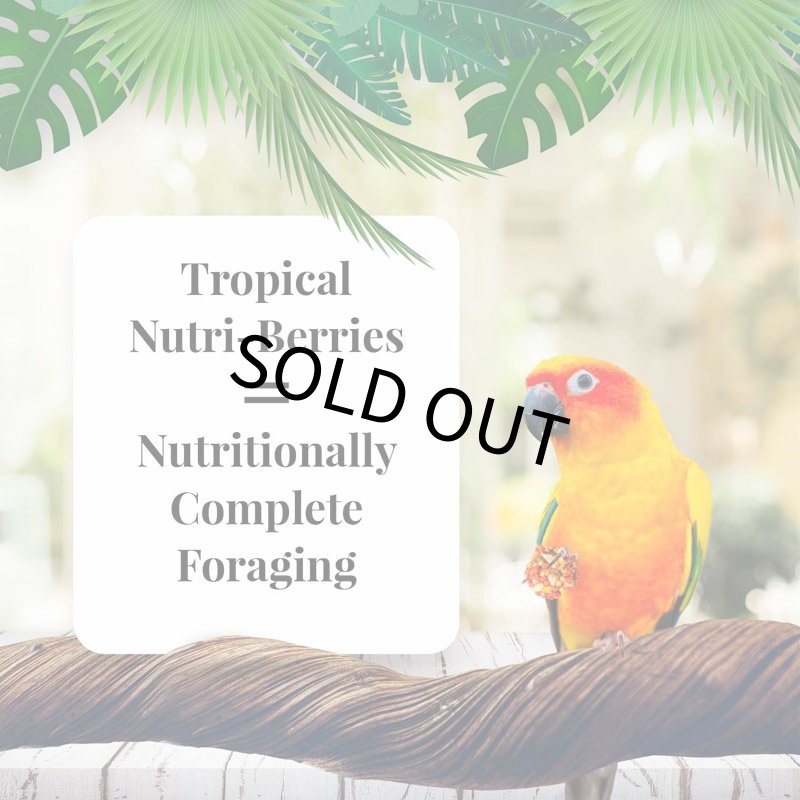 画像2: CAP! 鳥の餌 賞味期限:2027/4/2 ラフィーバー トロピカルフルーツ コニュア(10oz/284g) (2)