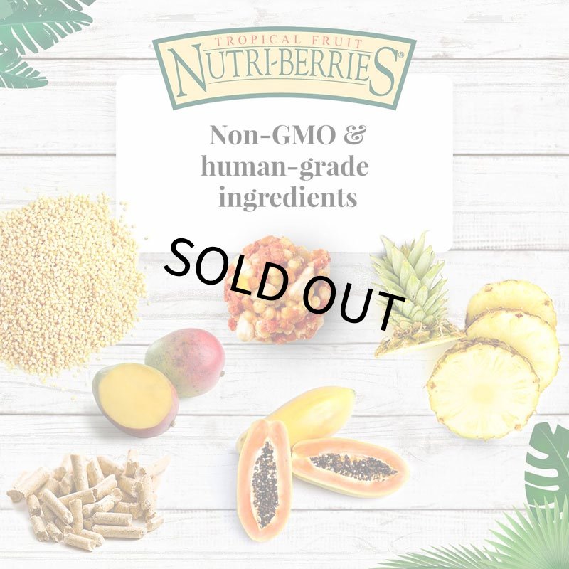 画像4: CAP! 鳥の餌 賞味期限:2027/4/2 ラフィーバー トロピカルフルーツ コニュア(10oz/284g) (4)