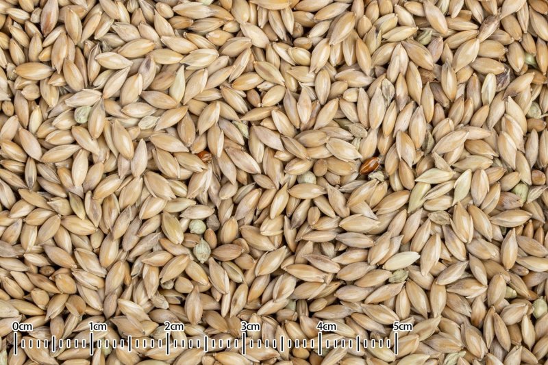 画像3: CAP! 鳥の餌 賞味期限2027/6/30【黒瀬ペットフード】KTS-48 国産 カナリーシード 40g (3)