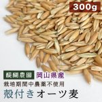 画像1: CAP! 鳥の餌 賞味期限2027/2/16※DHO300殻付きオーツ※【醍醐農園】栽培期間中農薬不使用 岡山県産 殻付きオーツ麦 300g ★ (1)