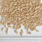 画像5: CAP! 鳥の餌 賞味期限2027/2/16※DOG300殻むきオーツ※【醍醐農園】栽培期間中農薬不使用 岡山県産 殻むきオーツ麦 300g★ (5)