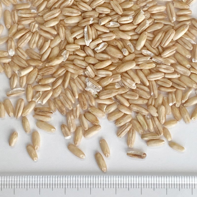 画像5: CAP! 鳥の餌 賞味期限2027/2/16※DOG300殻むきオーツ※【醍醐農園】栽培期間中農薬不使用 岡山県産 殻むきオーツ麦 300g★ (5)