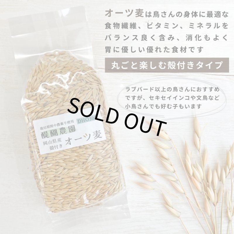 画像4: CAP! 鳥の餌 賞味期限2027/4/30※DHO300殻付きオーツ※【醍醐農園】栽培期間中農薬不使用 岡山県産 殻付きオーツ麦 300g ★ (4)