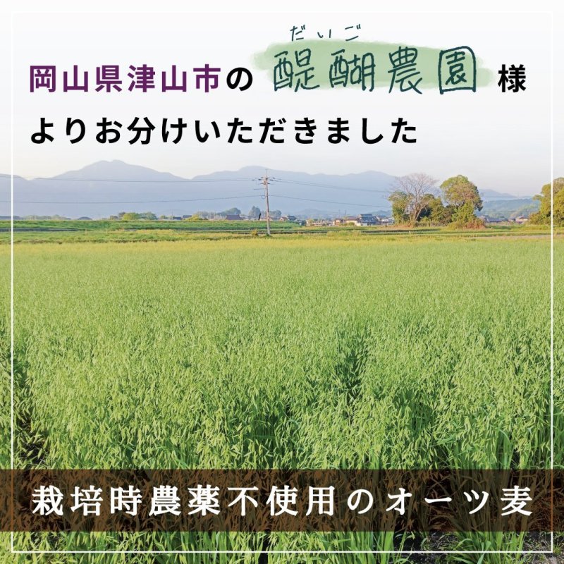 画像3: CAP! 鳥の餌 賞味期限2027/2/16※DHO300殻付きオーツ※【醍醐農園】栽培期間中農薬不使用 岡山県産 殻付きオーツ麦 300g ★ (3)
