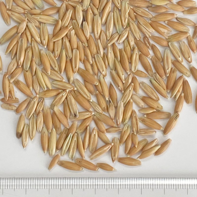 画像5: CAP! 鳥の餌 賞味期限2027/2/16※DHO300殻付きオーツ※【醍醐農園】栽培期間中農薬不使用 岡山県産 殻付きオーツ麦 300g ★ (5)