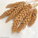 画像5: ※お一人様３点まで※農薬不使用栽培 CAP! 鳥の餌 賞味期限2027/8/31【熊本県産】有機JAS認定品 赤粟の穂 50g 2025年産 ★ (5)