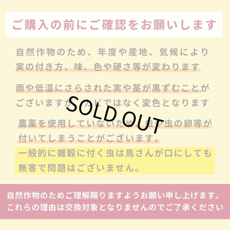画像10: ※お一人様３点まで※農薬不使用栽培 CAP! 鳥の餌 賞味期限2027/9/30【熊本県産】有機JAS認定品 赤粟の穂 50g 2025年産 ★ (10)