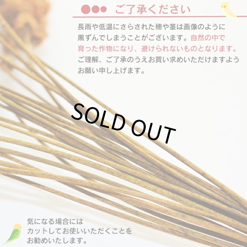 画像11: ※お一人様３点まで※農薬不使用栽培 CAP! 鳥の餌 賞味期限2027/9/30【熊本県産】有機JAS認定品 赤粟の穂 50g 2025年産 ★ (11)