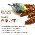 画像2: ※お一人様３点まで※農薬不使用栽培 CAP! 鳥の餌 賞味期限2027/8/31【熊本県産】有機JAS認定品 赤粟の穂 50g 2025年産 ★ (2)