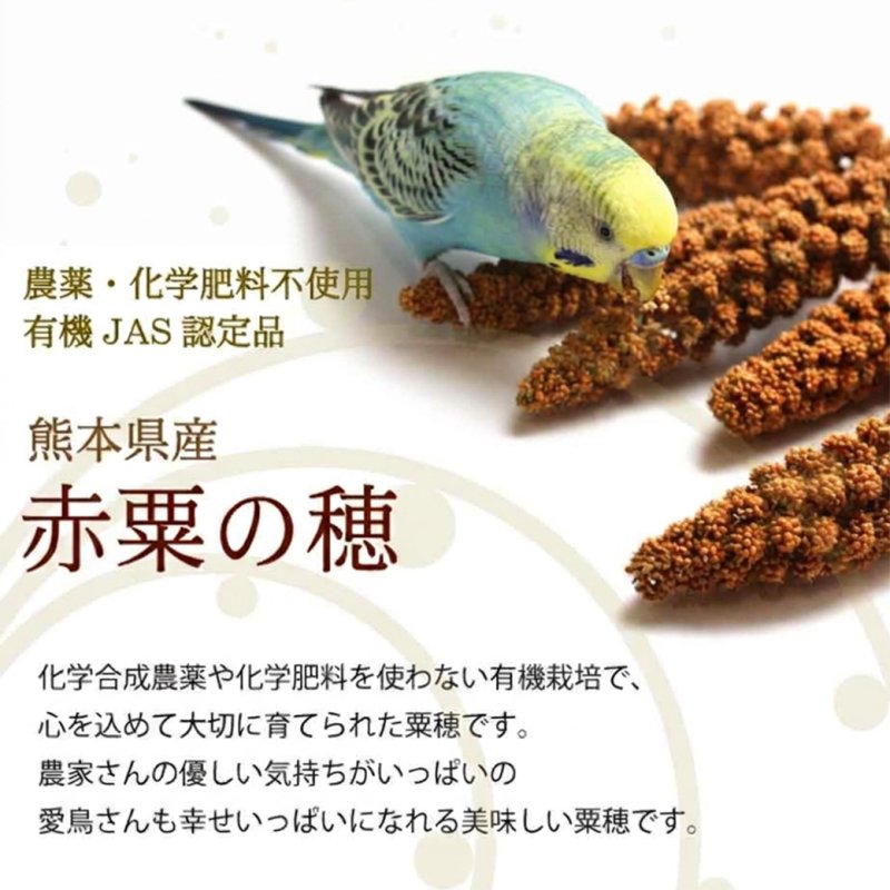 画像2: ※お一人様３点まで※農薬不使用栽培 CAP! 鳥の餌 賞味期限2027/8/31【熊本県産】有機JAS認定品 赤粟の穂 50g 2025年産 ★ (2)