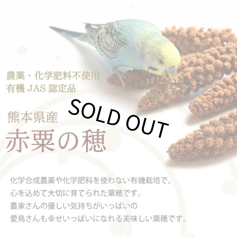 画像2: ※お一人様３点まで※農薬不使用栽培 CAP! 鳥の餌 賞味期限2027/9/30【熊本県産】有機JAS認定品 赤粟の穂 50g 2025年産 ★ (2)