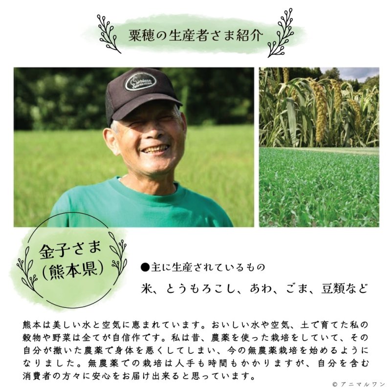 画像3: ※お一人様３点まで※農薬不使用栽培 CAP! 鳥の餌 賞味期限2027/8/31【熊本県産】有機JAS認定品 赤粟の穂 50g 2025年産 ★ (3)