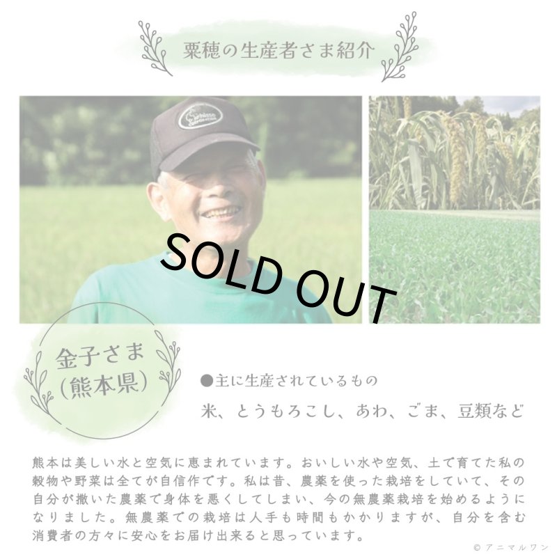 画像3: ※お一人様３点まで※農薬不使用栽培 CAP! 鳥の餌 賞味期限2027/9/30【熊本県産】有機JAS認定品 赤粟の穂 50g 2025年産 ★ (3)