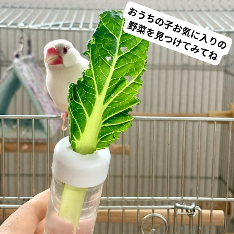 画像6: SANKO 小鳥のベジタブルポット (6)