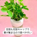 画像3: SANKO 小鳥のベジタブルポット (3)