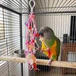 画像5: 【jerry's bird toy】Jerry019 チョキチョキビーズ★ (5)