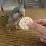 画像4: CAP! 雑穀 賞味期限2026/12/19　尾田川農園 バードパフ 20g（約10枚入り） (4)