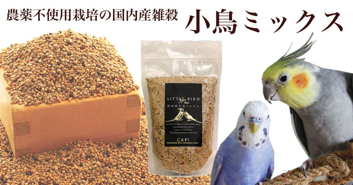 ♯Kpi10FZちょこんとインコ全12種 ♯Kpi10FZちょこんとインコ全12種